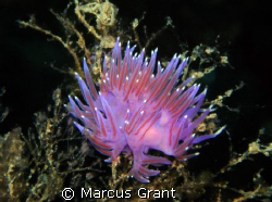 This newdibranch was hidden just inside the doorway to th... by Marcus Grant 